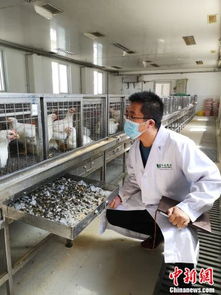 动物 营养师 吴强三 搞研发要跟猪抢粪便